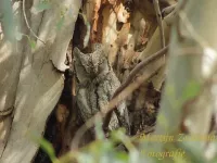Dwergooruil [Otus scops]